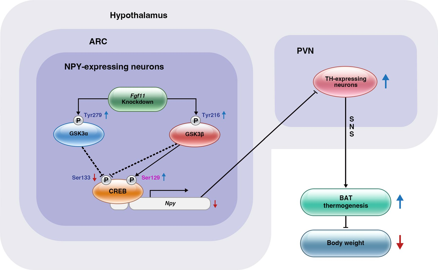 FGF11: potential obesity target FGF11: potential obesity target