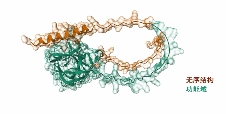 FGF13:欣欣向荣的调控分子 FGF13:欣欣向荣的调控分子