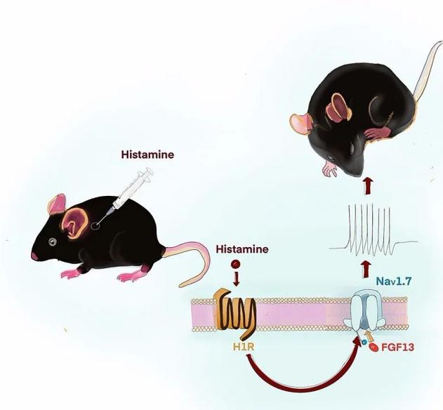 FGF13:欣欣向荣的调控分子 FGF13:欣欣向荣的调控分子