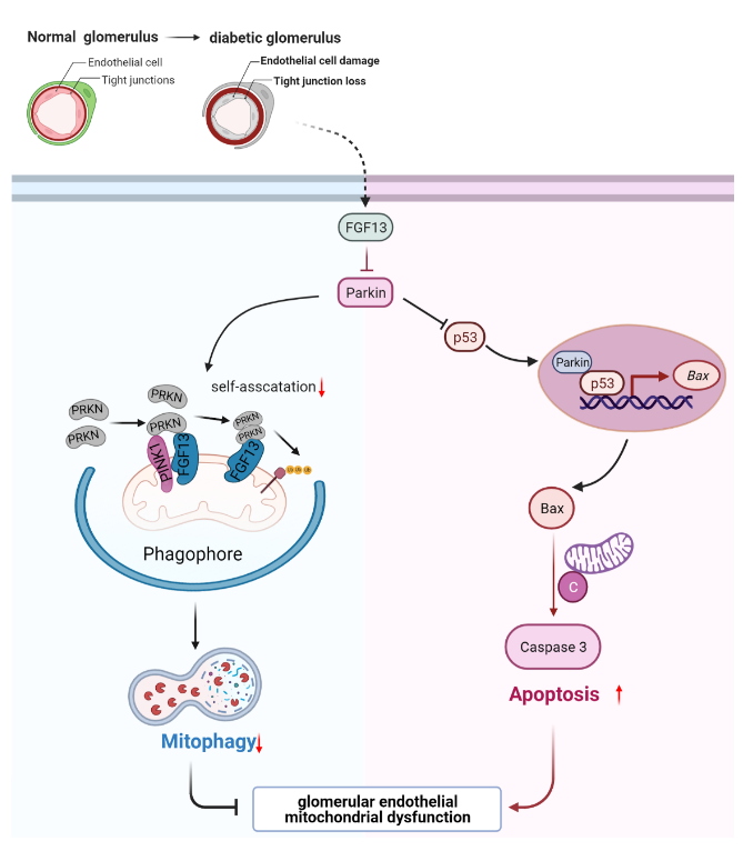 FGF13:欣欣向荣的调控分子 FGF13:欣欣向荣的调控分子