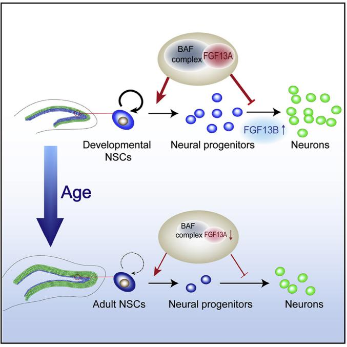FGF13:欣欣向荣的调控分子 FGF13:欣欣向荣的调控分子