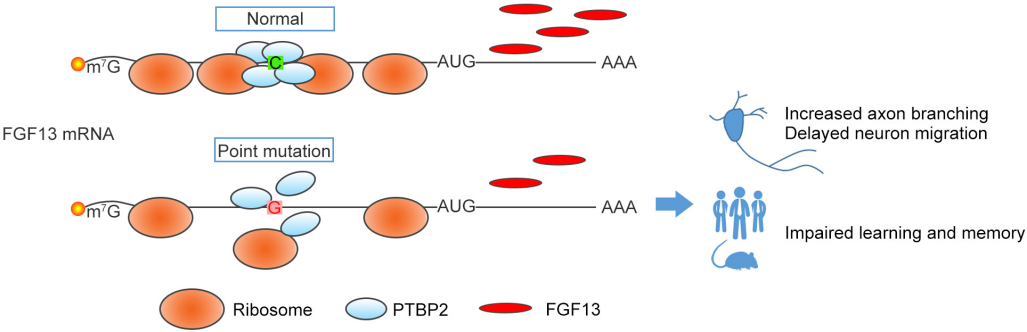 FGF13:欣欣向荣的调控分子 FGF13:欣欣向荣的调控分子