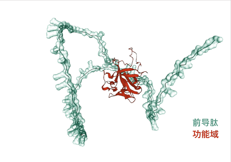 FGF2:纷繁复杂的调控因子 FGF2:纷繁复杂的调控因子