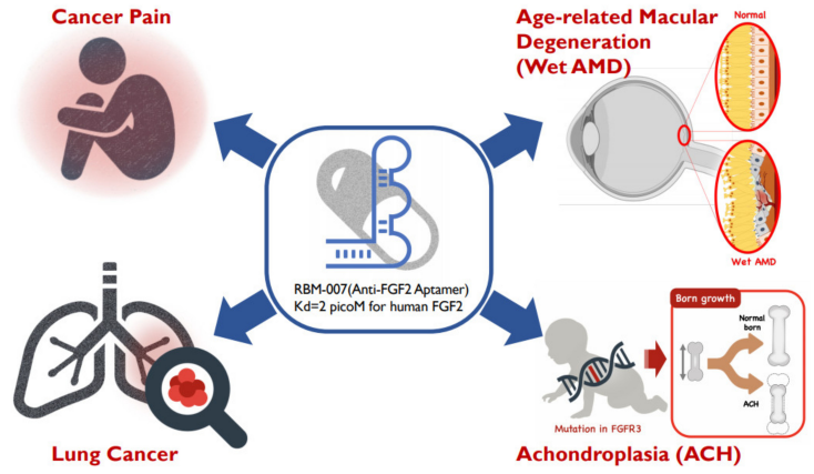 FGF2:纷繁复杂的调控因子 FGF2:纷繁复杂的调控因子