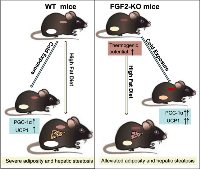 FGF2:纷繁复杂的调控因子 FGF2:纷繁复杂的调控因子