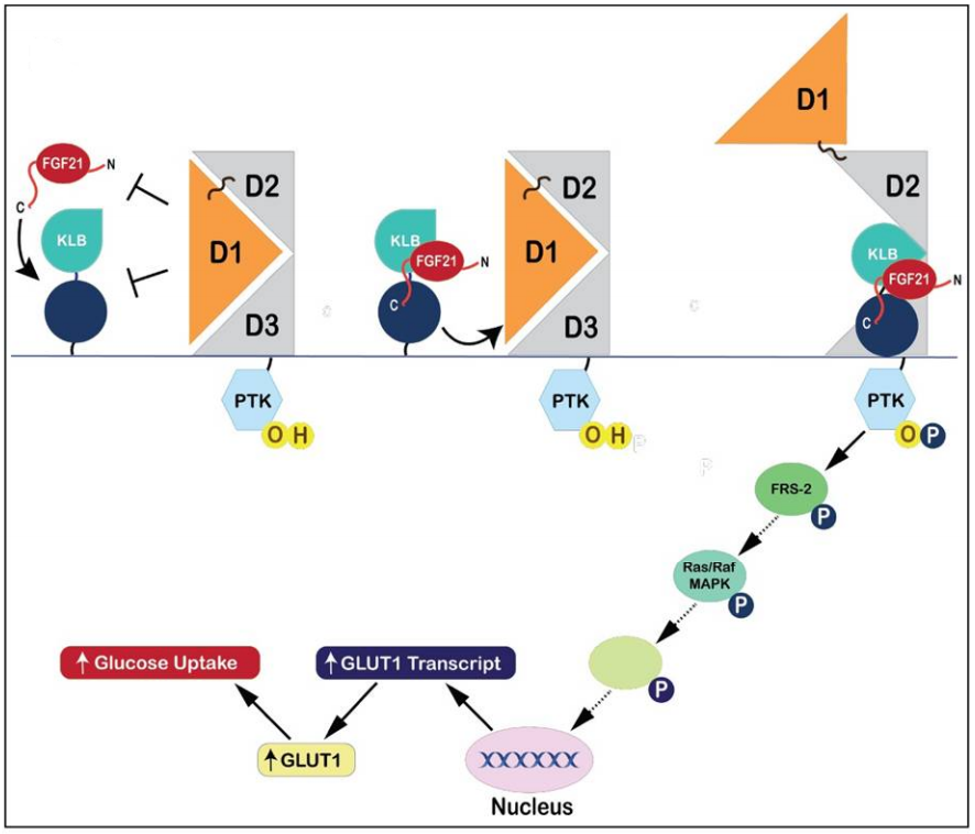 FGF21:代谢信使 FGF21:代谢信使