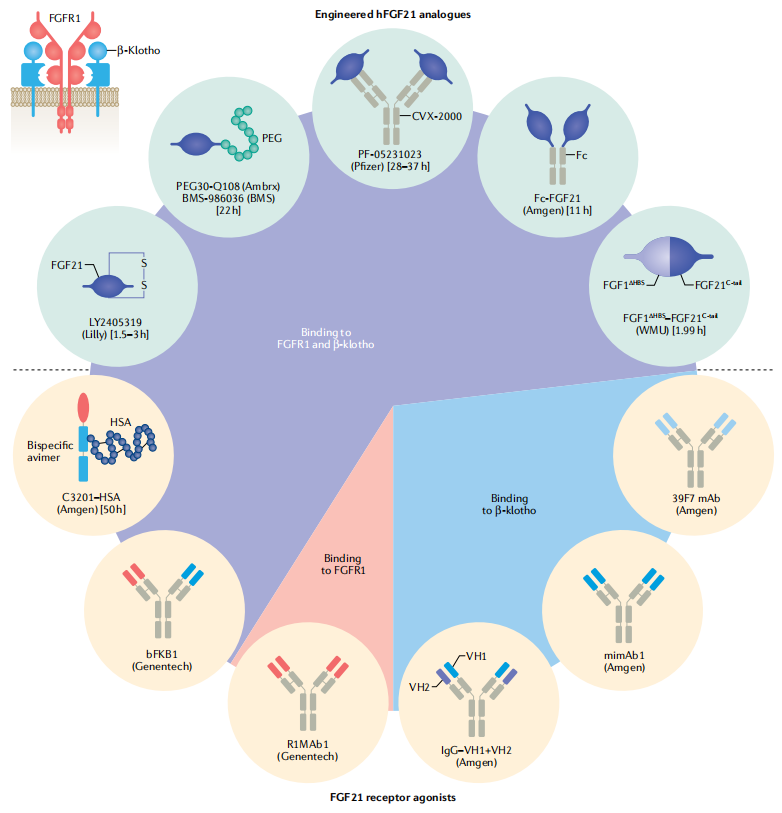 FGF21:代谢信使 FGF21:代谢信使