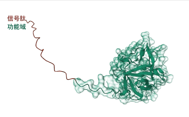 FGF22:神经元重塑调节剂 FGF22:神经元重塑调节剂