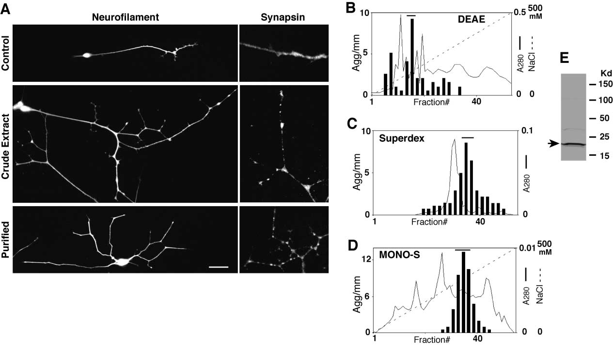 FGF22:神经元重塑调节剂 FGF22:神经元重塑调节剂