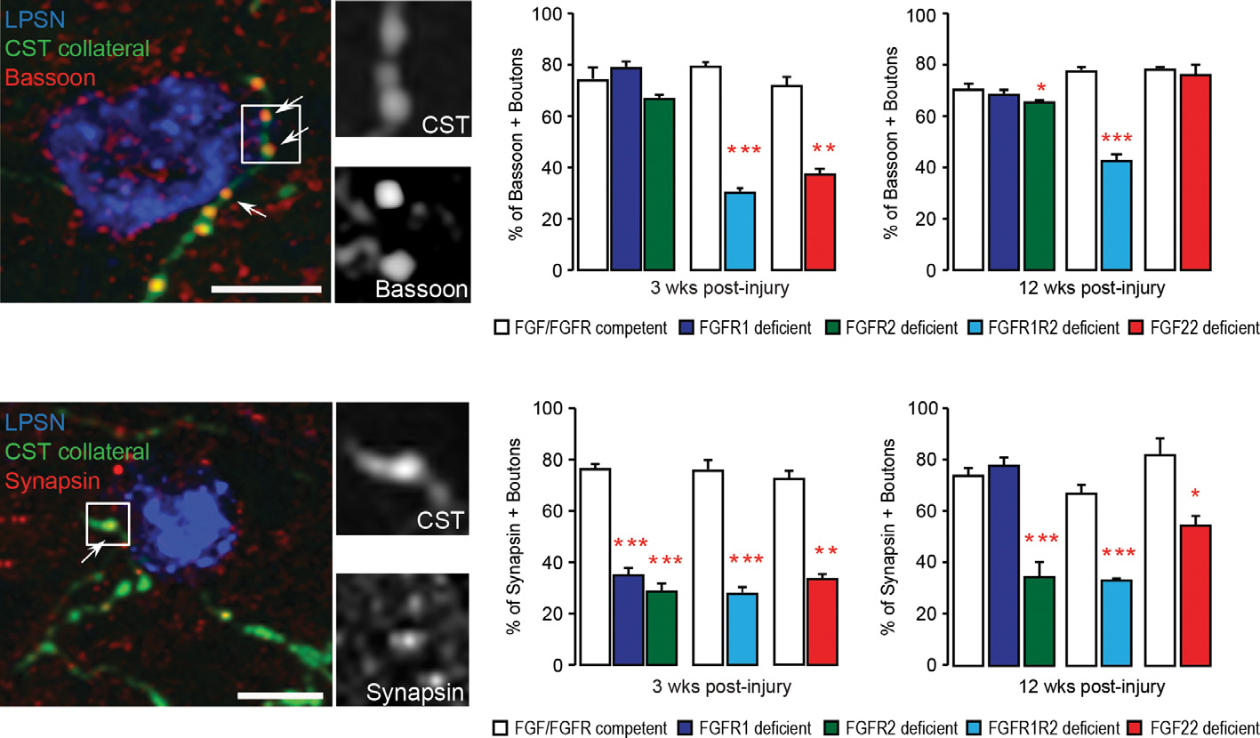 FGF22:神经元重塑调节剂 FGF22:神经元重塑调节剂