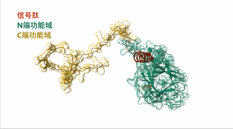 FGF23：家族靶向治疗先行者