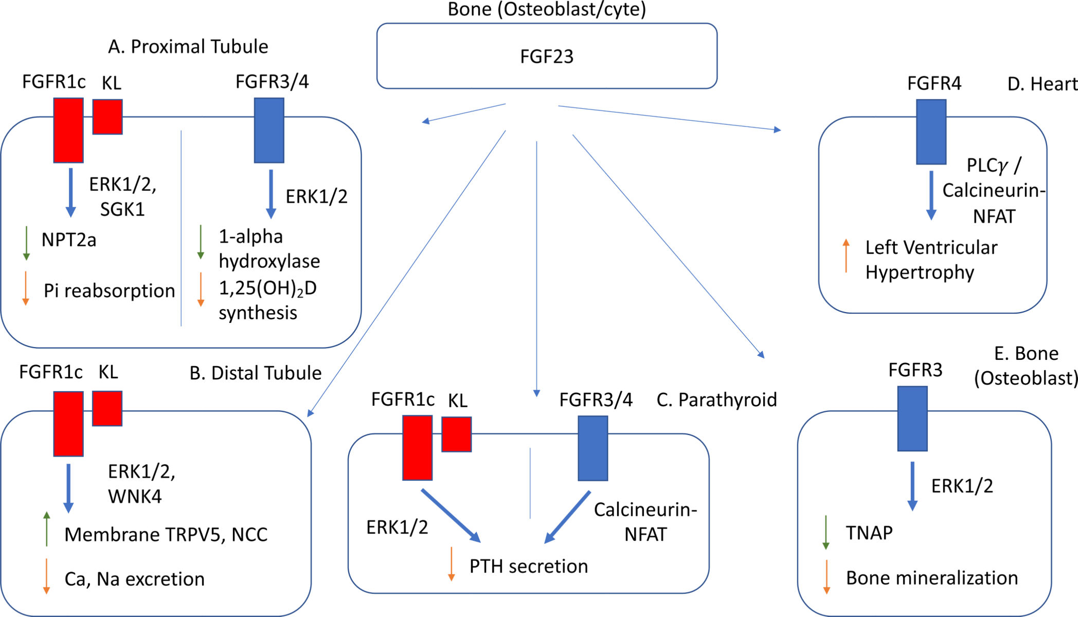 FGF23：家族靶向治疗先行者