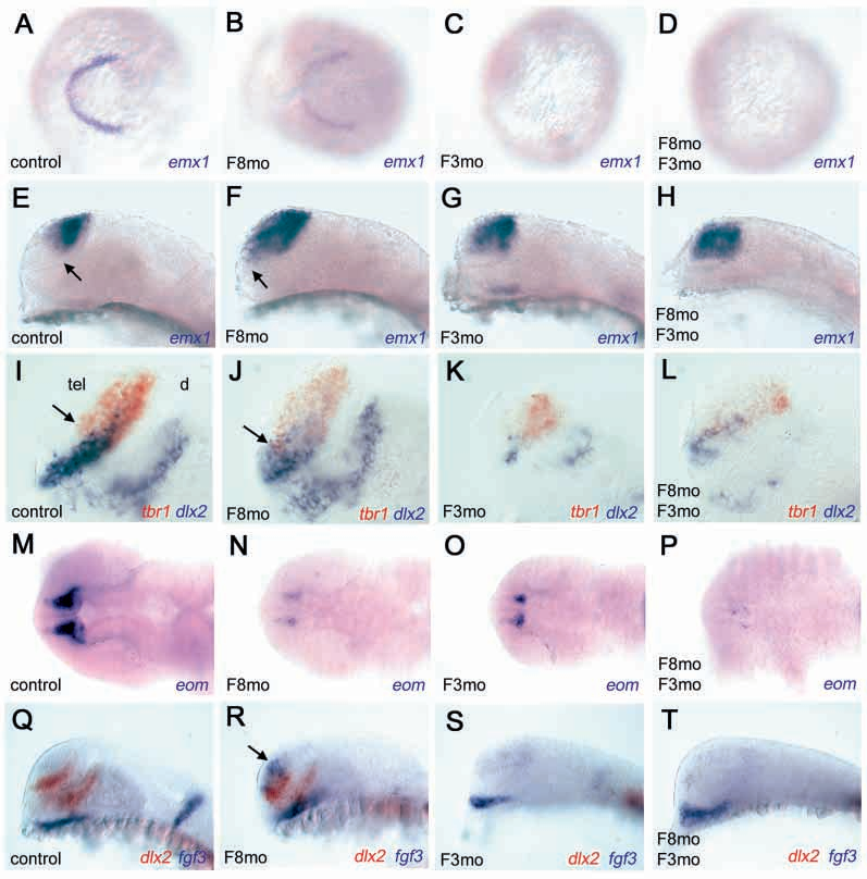FGF3:调节胚胎&耳朵发育 FGF3:调节胚胎&耳朵发育