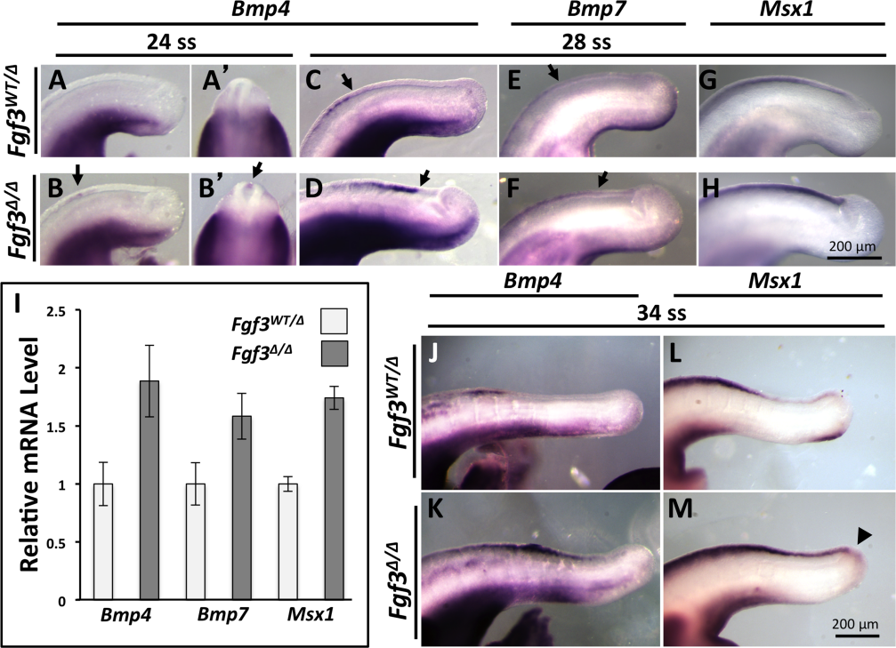 FGF3:调节胚胎&耳朵发育 FGF3:调节胚胎&耳朵发育