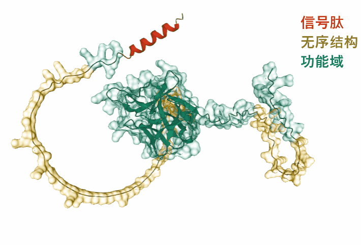 FGF5:毛发生长关键调节剂 FGF5:毛发生长关键调节剂