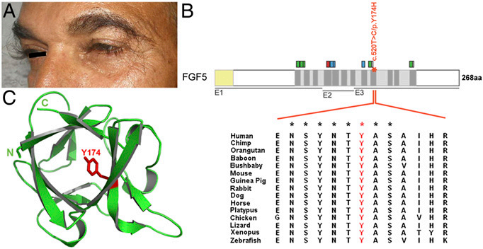 FGF5:毛发生长关键调节剂 FGF5:毛发生长关键调节剂