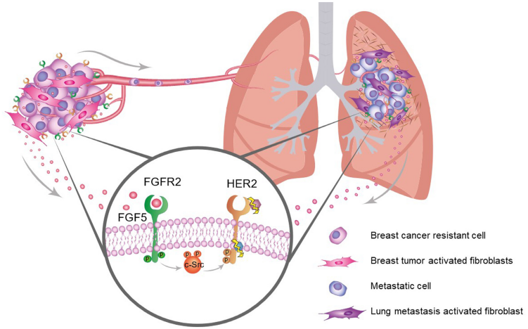FGF5:毛发生长关键调节剂 FGF5:毛发生长关键调节剂