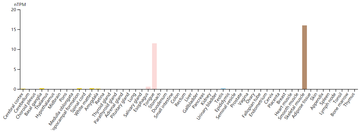 FGF6:调控肌肉再生&心脏修复 FGF6:调控肌肉再生&心脏修复