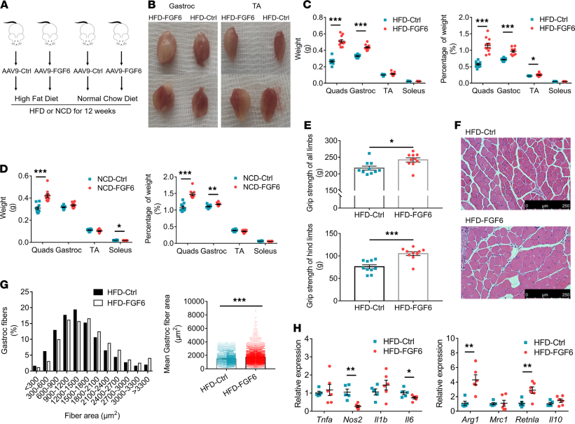 FGF6:调控肌肉再生&心脏修复 FGF6:调控肌肉再生&心脏修复