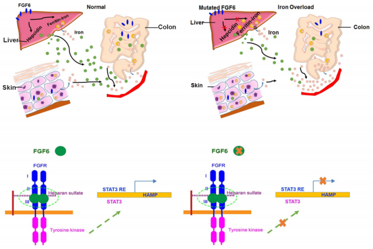 FGF6:调控肌肉再生&心脏修复 FGF6:调控肌肉再生&心脏修复