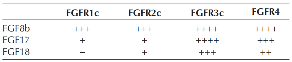 FGF8：口腔疾病潜在靶标