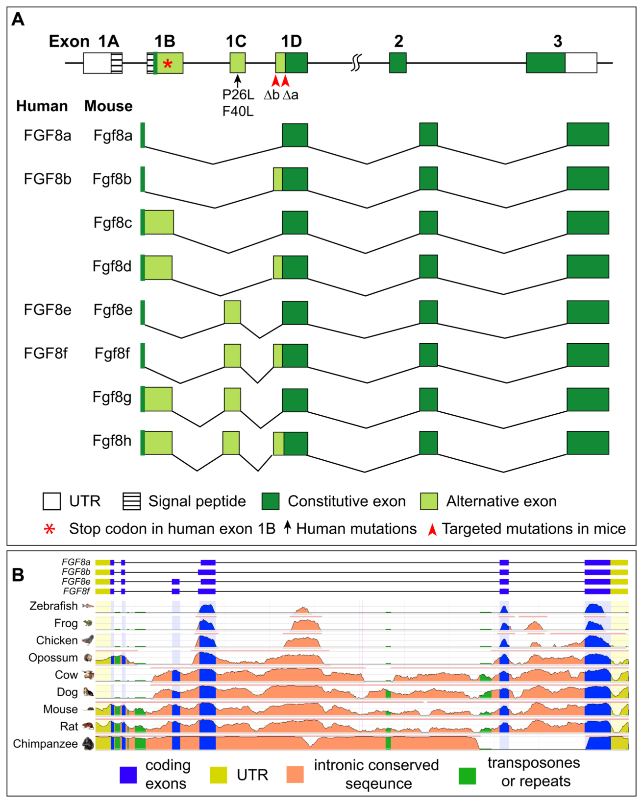 FGF8：口腔疾病潜在靶标