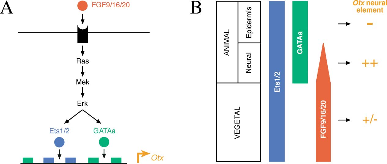 FGF9:性腺分化调节剂 FGF9:性腺分化调节剂