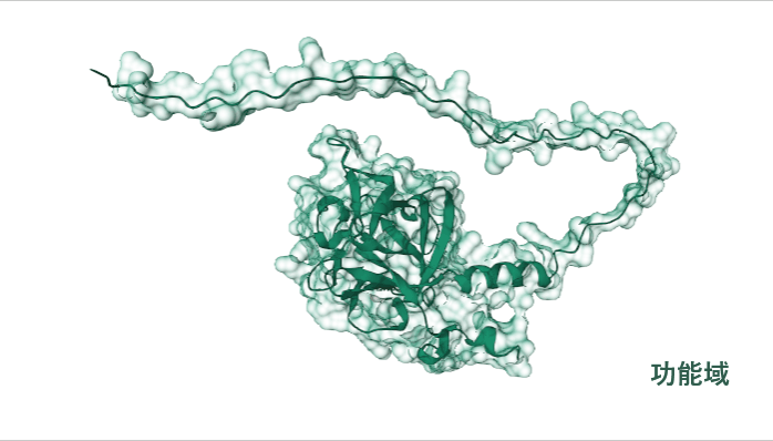 FGF9：性腺分化调节剂