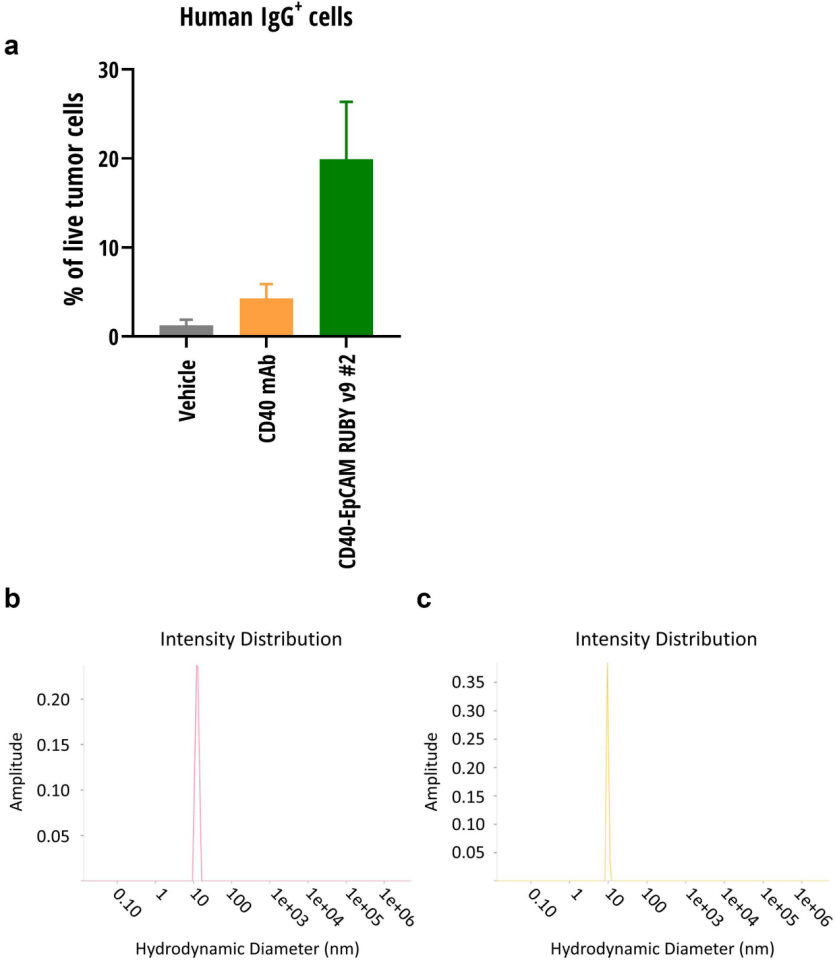 Functional and IGG-like stability pharmacology and exploitable properties of a quadrivalent bispecific antibody