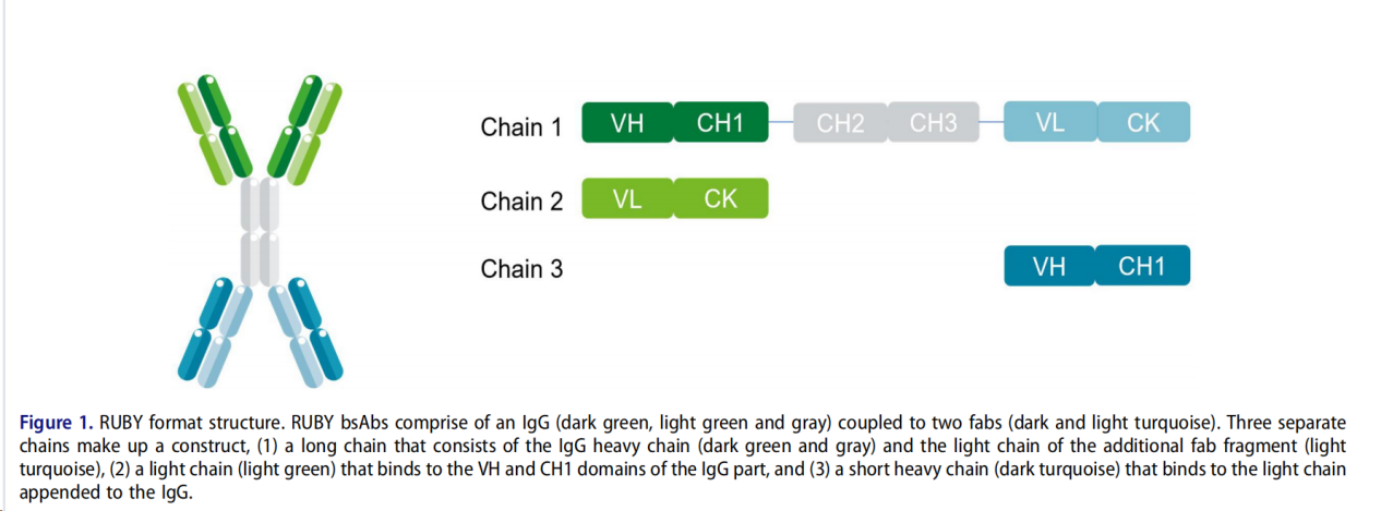 Functional and IGG-like stability pharmacology and exploitable properties of a quadrivalent bispecific antibody