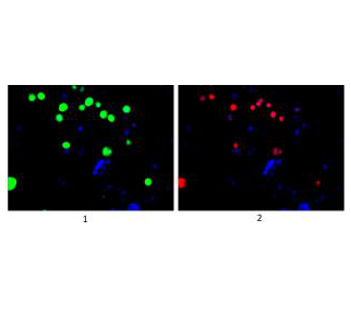 GFP Monoclonal Antibody