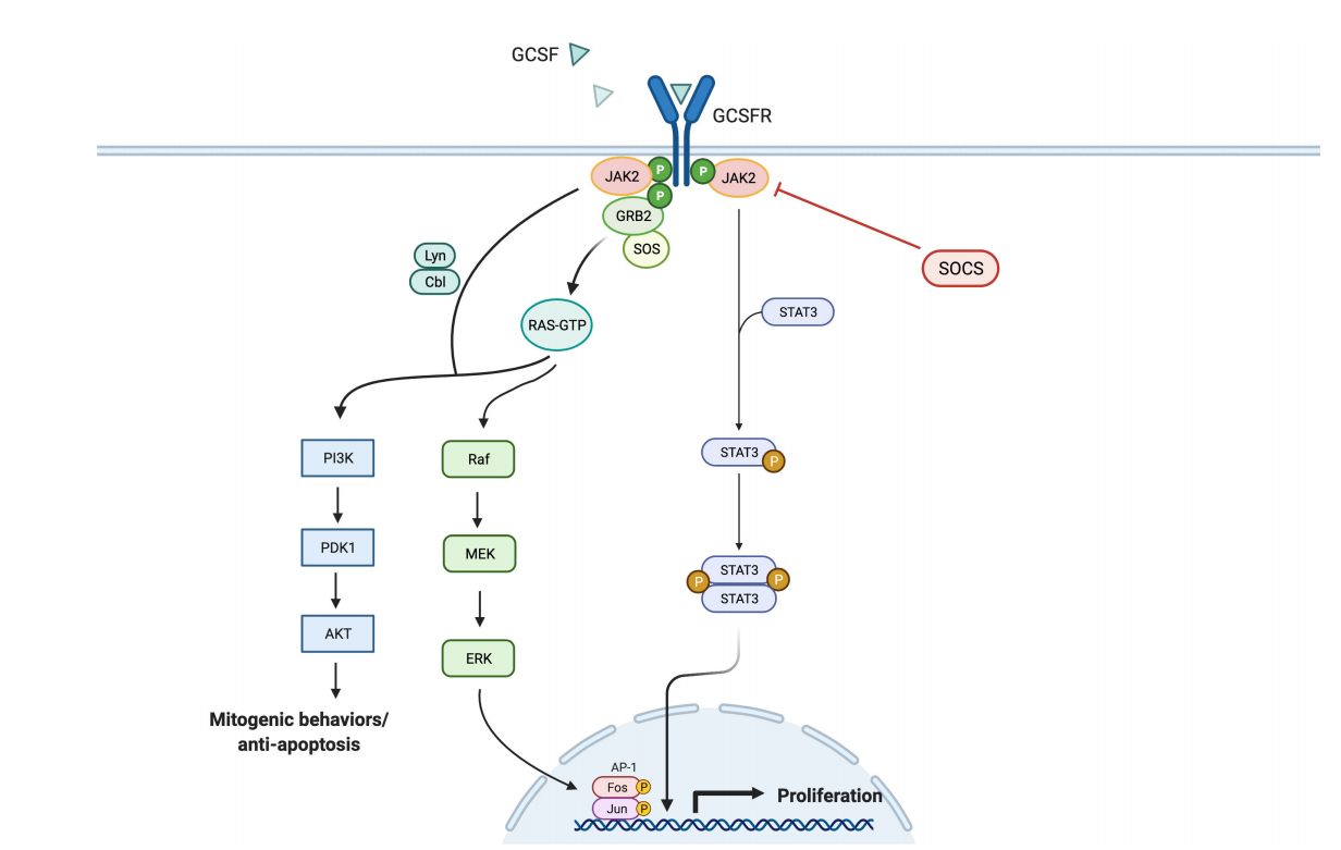 Granulocyte colony stimulating factor receptor CSF3R