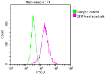 HA Monoclonal Antibody