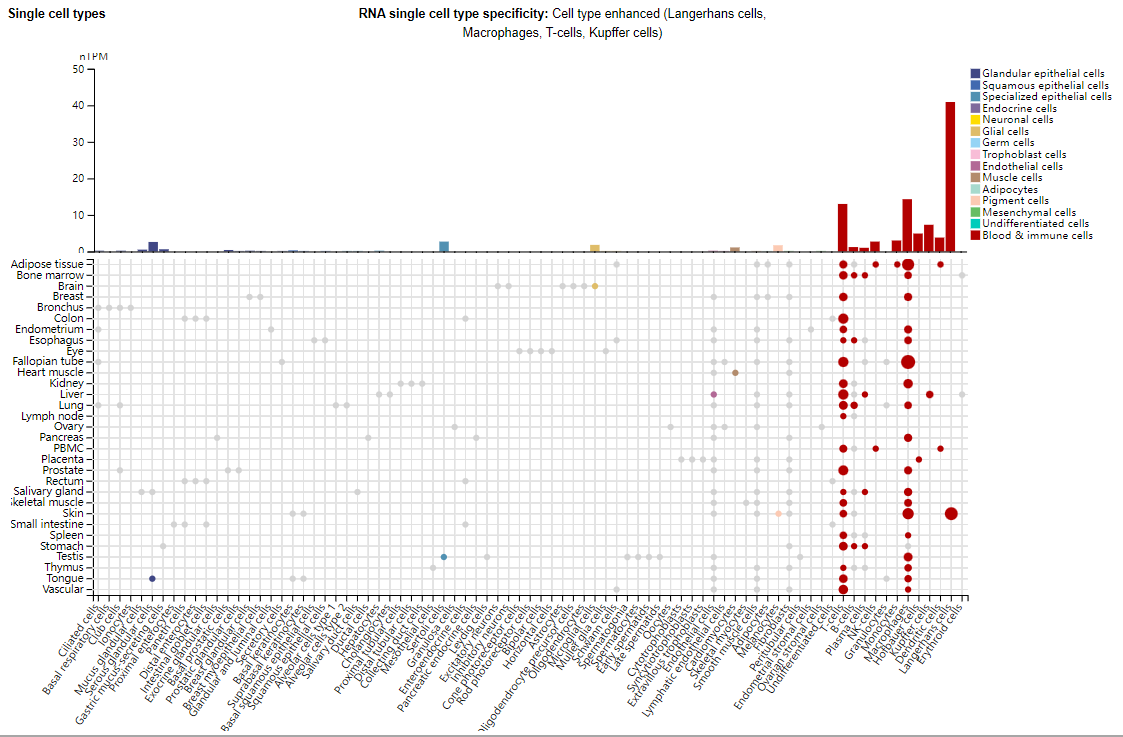 HIV invades the coreceptor CCR5 HIV invades the coreceptor CCR5