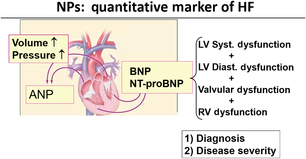 Heart failure biomarkers NT-ProBNP and BNP Heart failure biomarkers NT-ProBNP and BNP