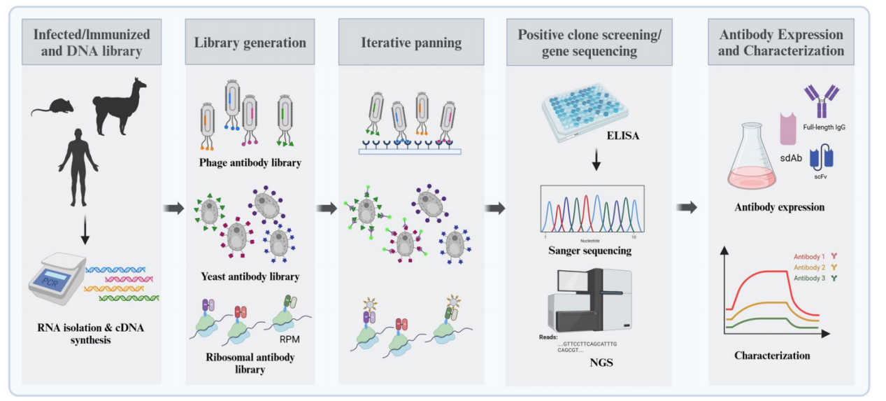 High-throughput strategies for monoclonal antibody screening: advances and challenges High-throughput strategies for monoclonal antibody screening: advances and challenges