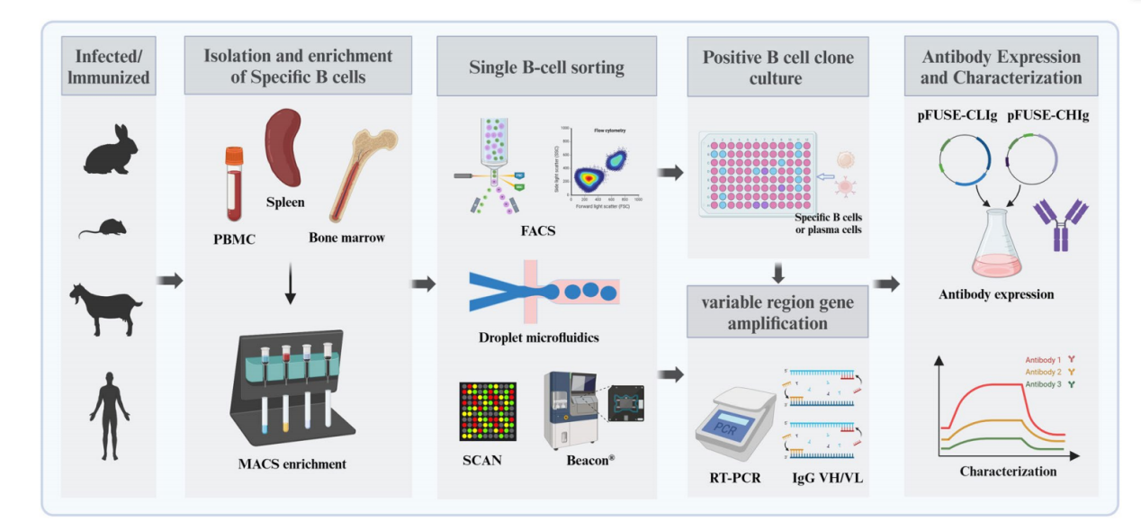 High-throughput strategies for monoclonal antibody screening: advances and challenges High-throughput strategies for monoclonal antibody screening: advances and challenges