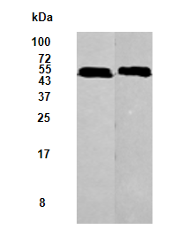 His Monoclonal Antibody