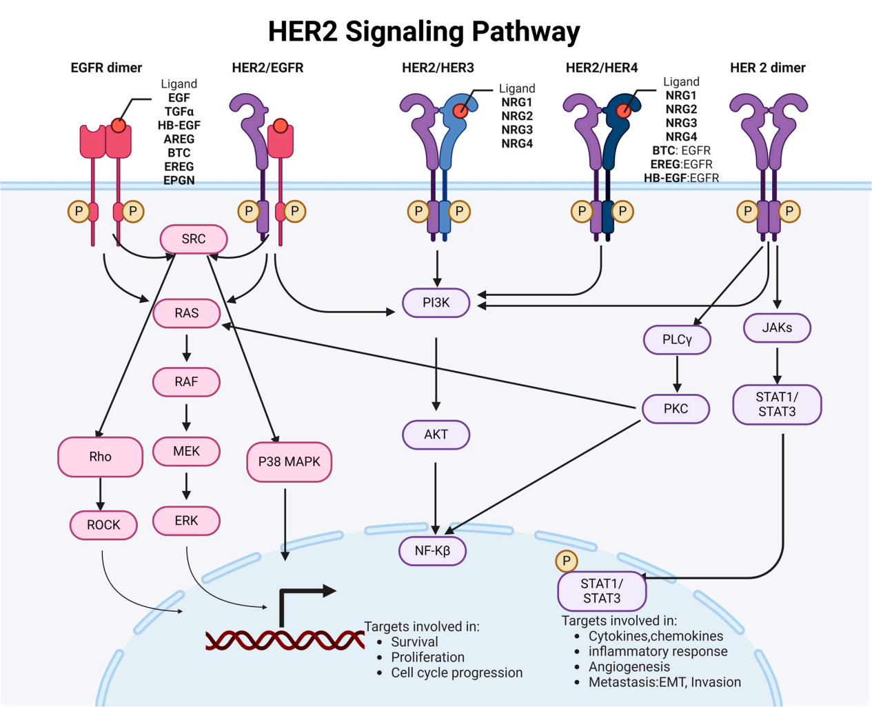 Human epidermal growth factor receptor HER2