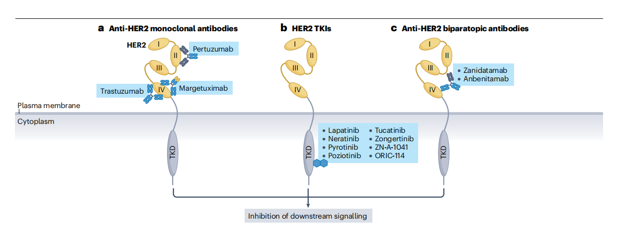 Human epidermal growth factor receptor HER2