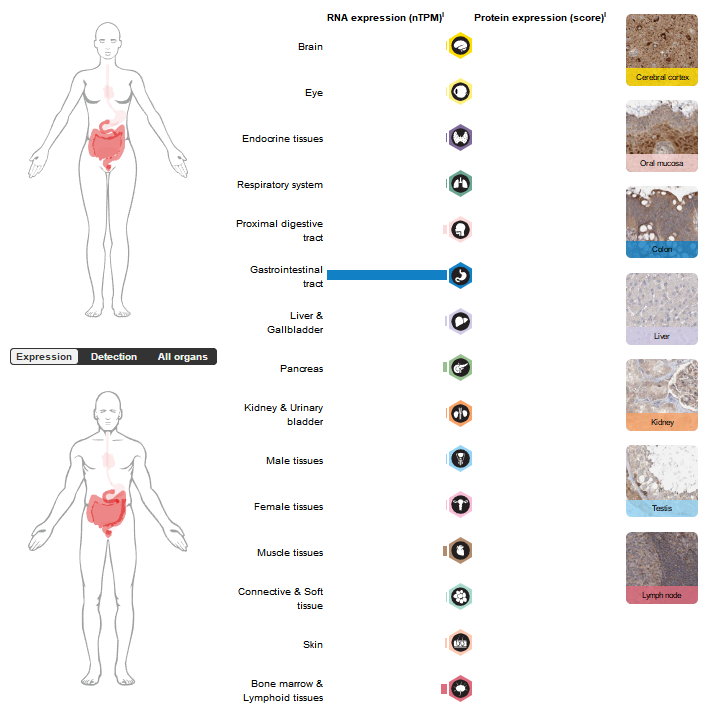 Human guanylate cyclase GUCY2C