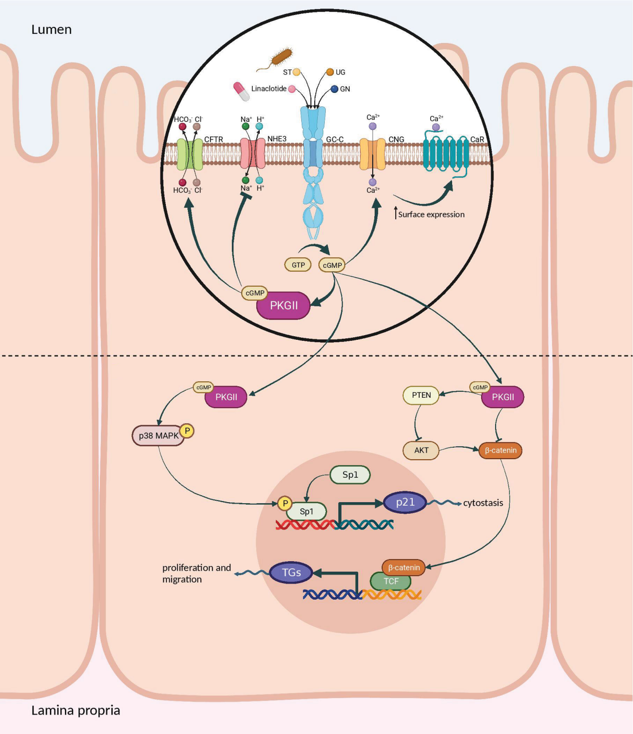 Human guanylate cyclase GUCY2C