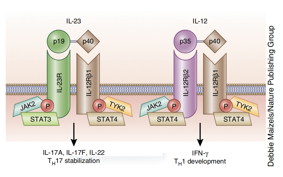 IL12B is the core component of the immune engine IL12