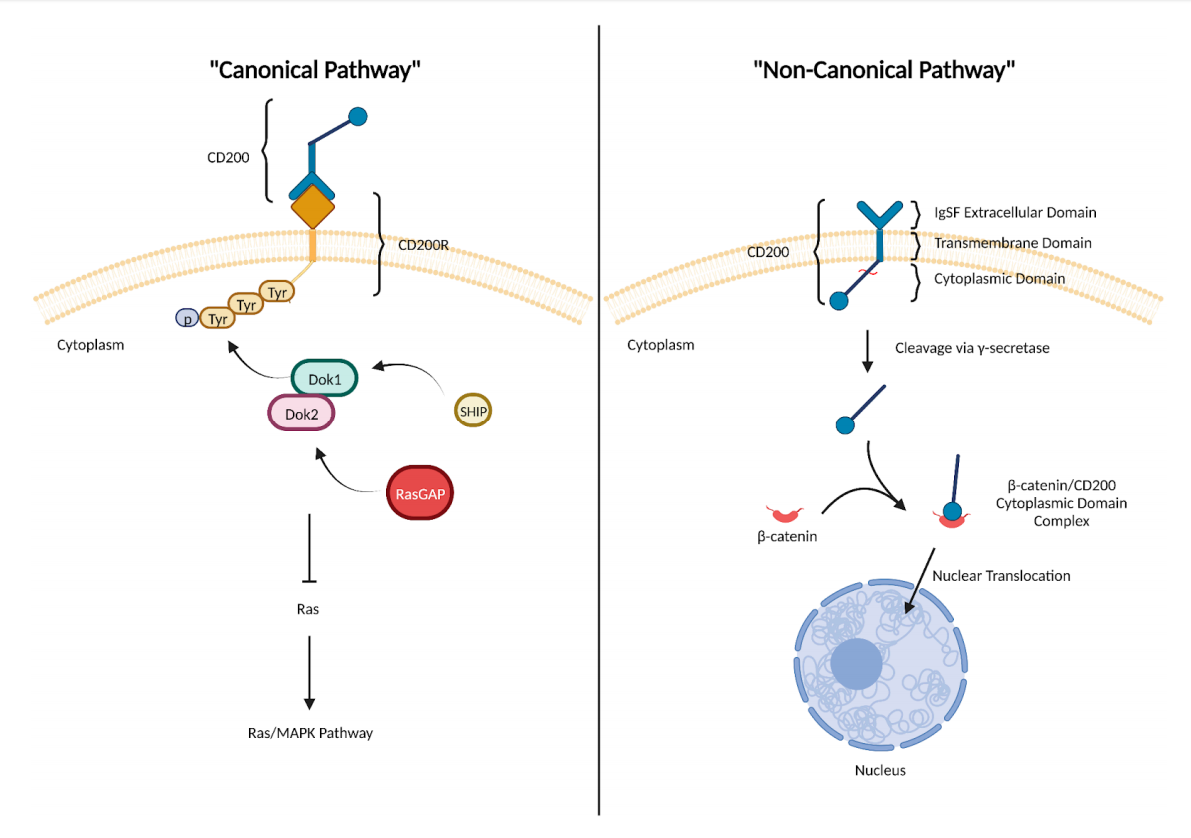 Immune checkpoint protein CD200 Immune checkpoint protein CD200