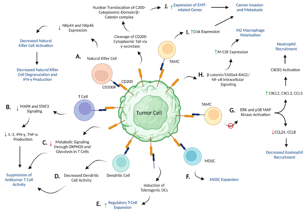 Immune checkpoint protein CD200 Immune checkpoint protein CD200