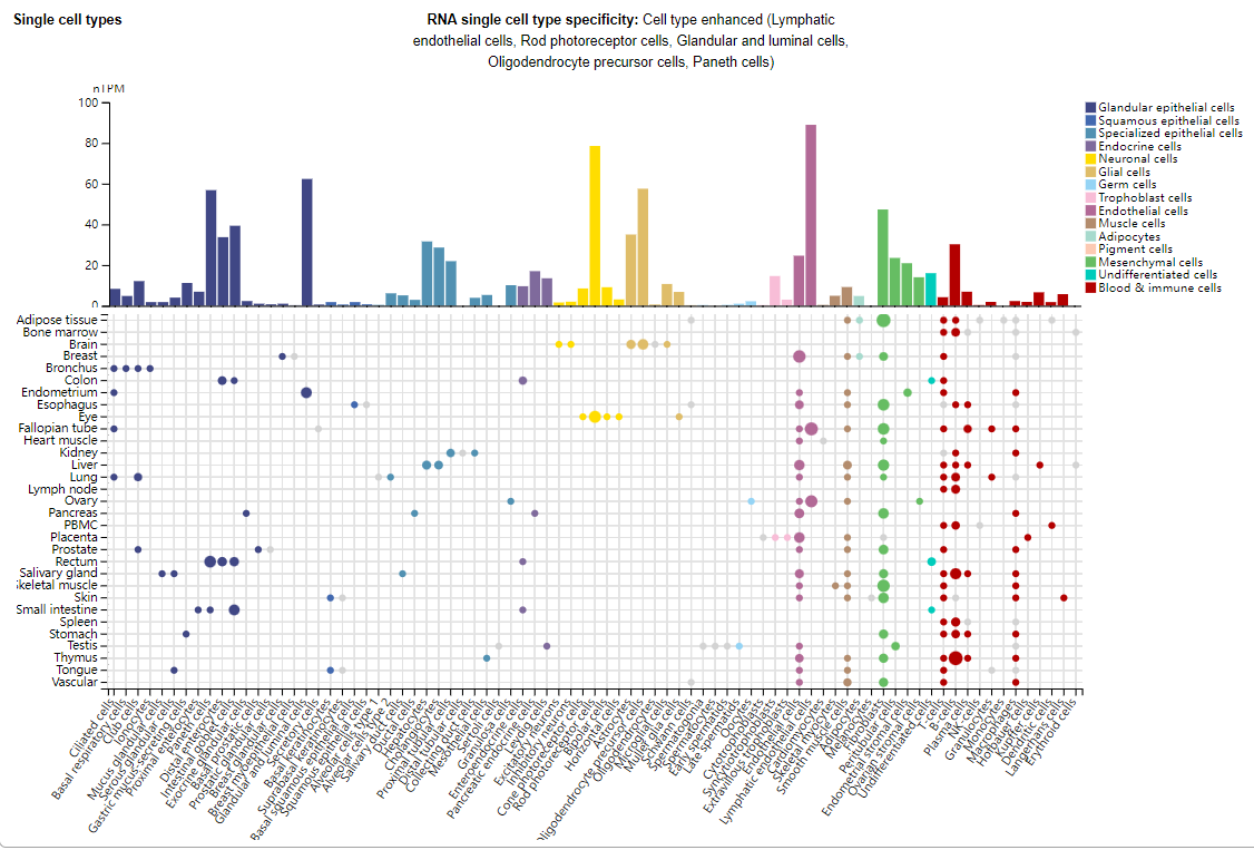 Immunomodulatory adenosine producer CD73