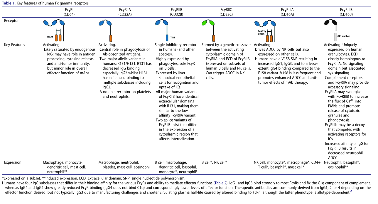 Impact of antibody Fc engineering on translational pharmacology and safety