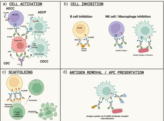 Impact of antibody Fc engineering on translational pharmacology and safety