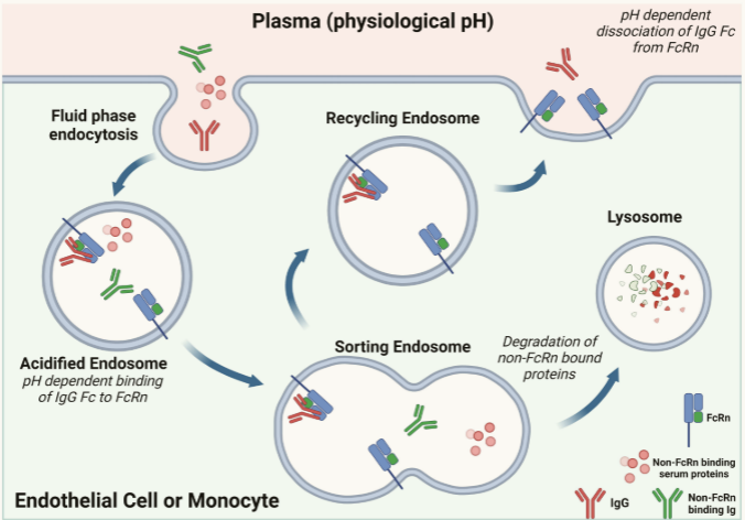 Impact of antibody Fc engineering on translational pharmacology and safety