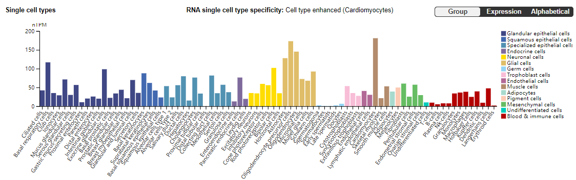 Integrin alpha CD51
